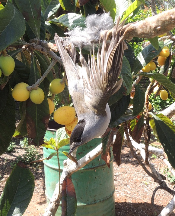 Zypern-Fr&uuml;hjahrs-Vogelschutzcamp-Report